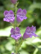 Penstemon grandiflorus