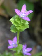 Triodanis perfoliata