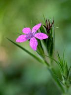 Dianthus armeria