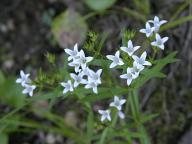 Houstonia longifolia