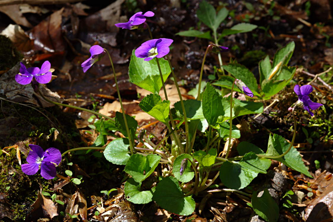 Common Blue Violet