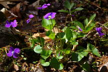 Viola sororia