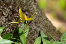 Erythronium americanum