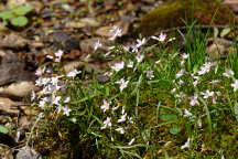 Claytonia virginica