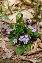 Viola conspersa