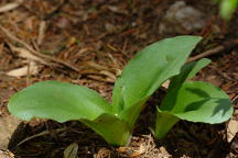 Galearis spectabilis