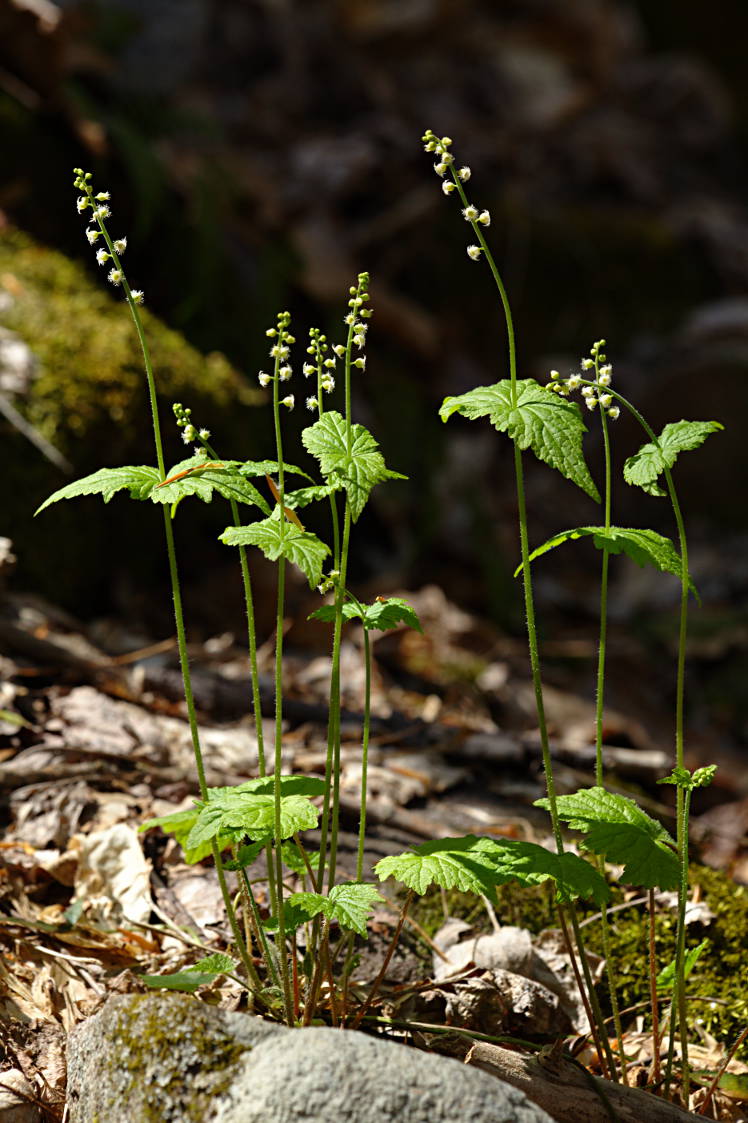 Two-Leaved Mitrewort