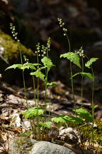 Mitella diphylla