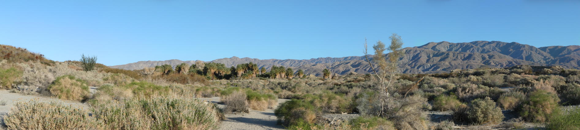 McAllum Grove Panorama