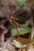 Listera australis