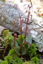 Listera australis