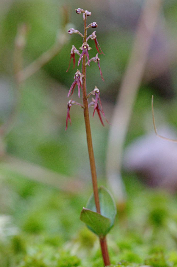 Southern Twayblade