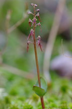 Listera australis