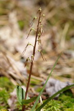 Listera australis