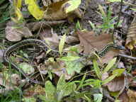 Eastern Garter Snake