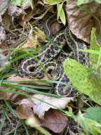 Eastern Garter Snake