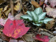 Goodyera pubescens