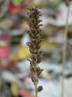 Downy Rattlesnake Plantain