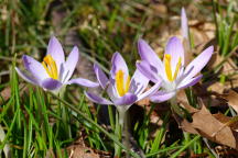 Crocus tommasinianus