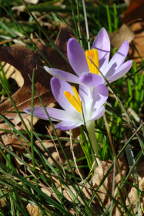 Crocuses