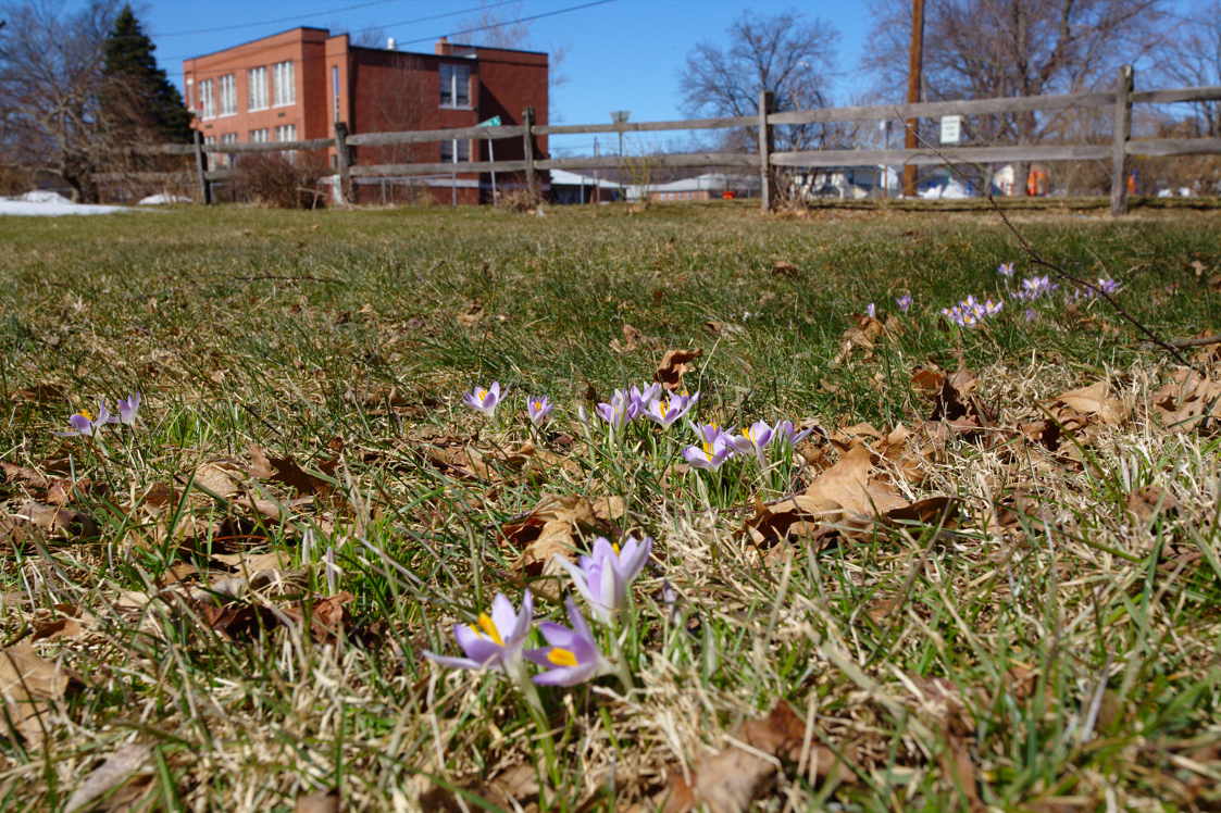 Crocus tommasinianus