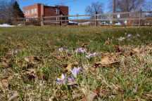 Crocus tommasinianus