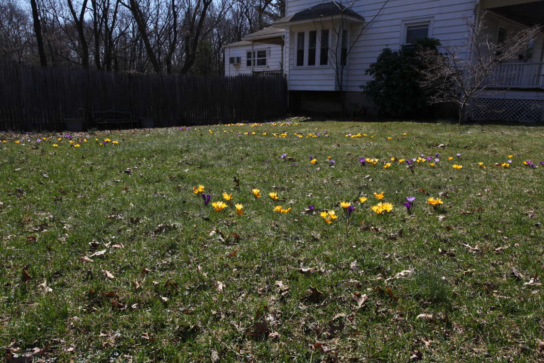 Crocuses in the Front Yard