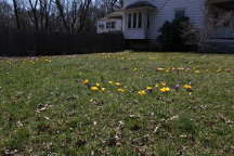 Crocuses in the Front Yard