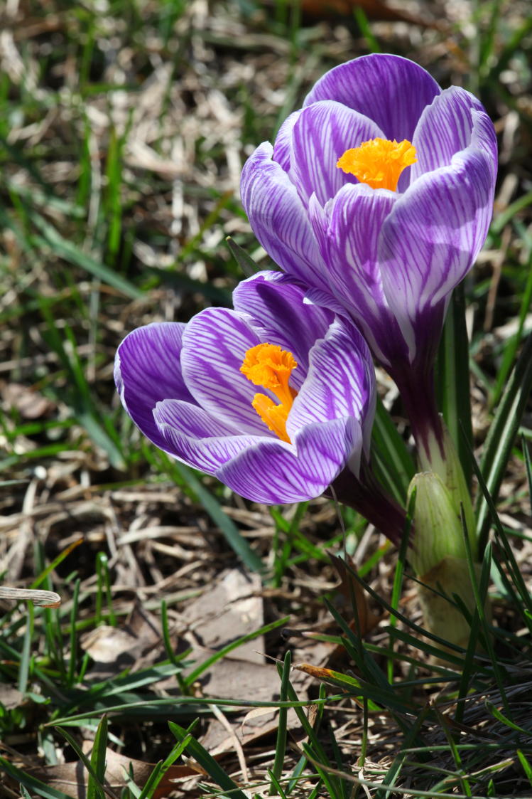 Crocuses vernus 'King of the Striped'