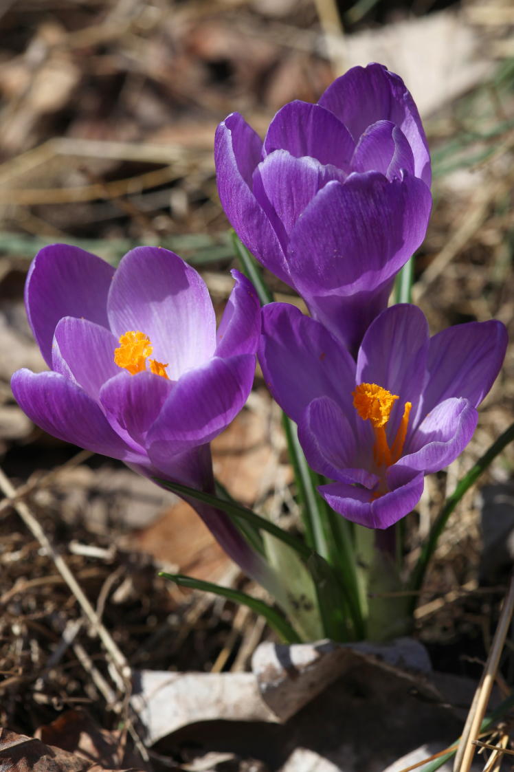 Crocuses vernus 'Flower Record'