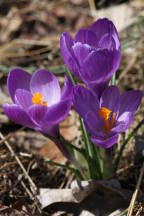 Crocuses vernus