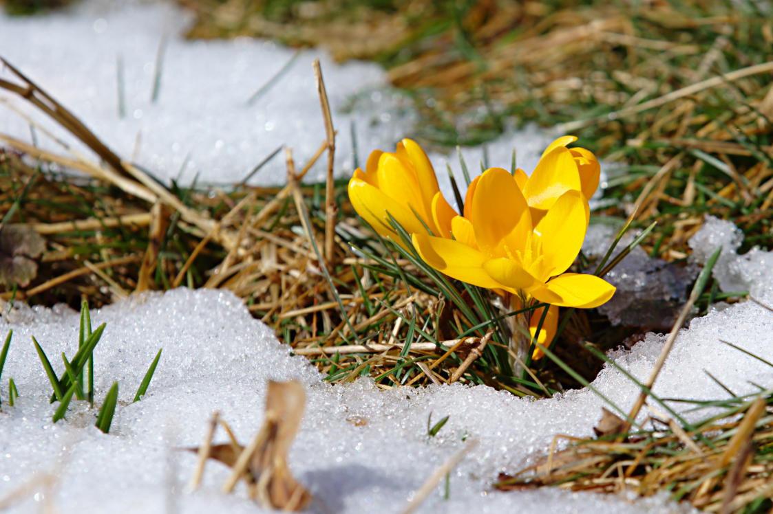 Crocus flavus 'Yellow Mammoth'