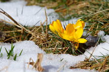 Crocus flavus 'Yellow Mammoth'