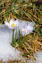 Crocus chrysanthus 'Blue Pearl'