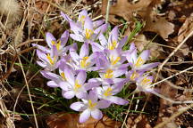 Crocus tommasinianus