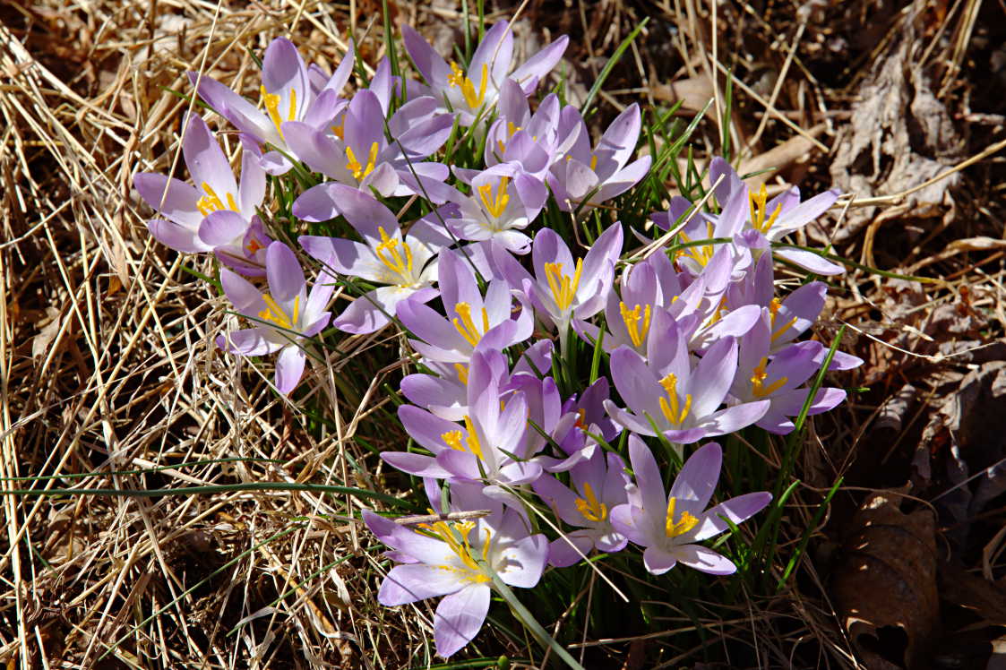 Crocus tommasinianus