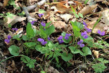 Viola sororia