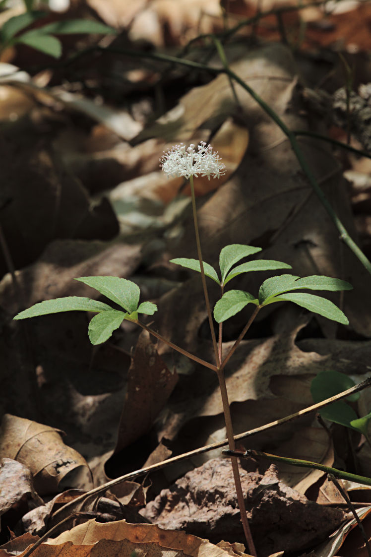 Dwarf Ginseng