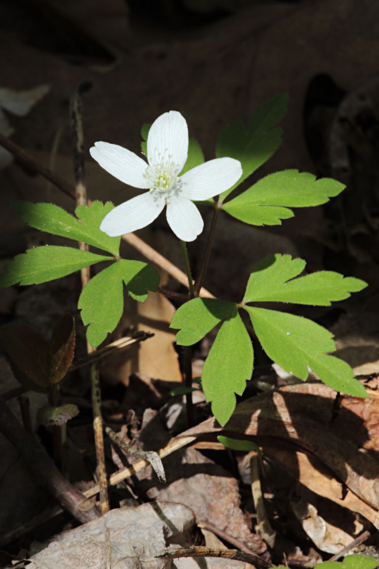 Wood Anemone