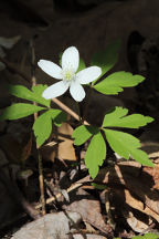 Anemone quinquefolia