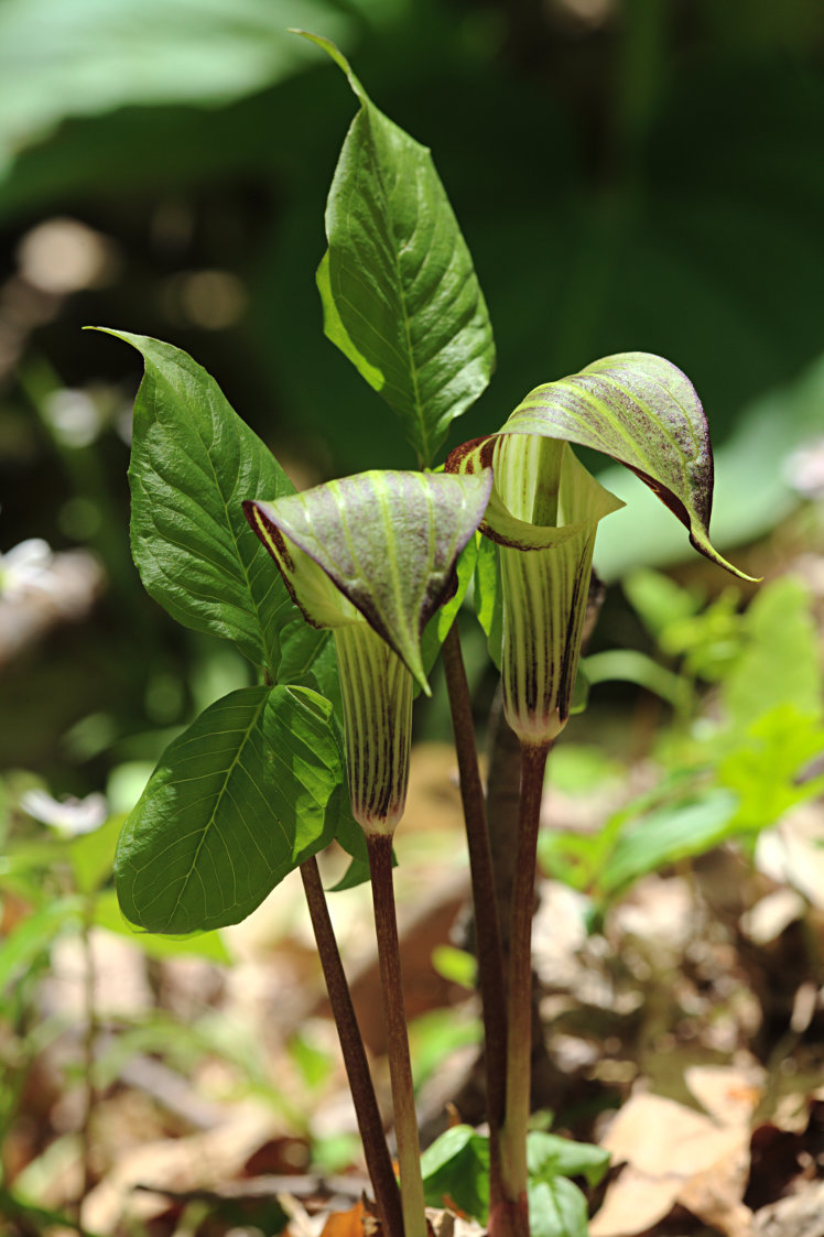 Jack-in-the-Pulpit