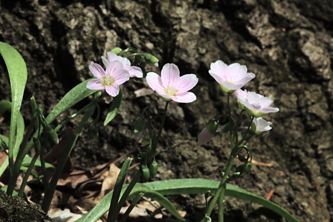 Spring Beauty