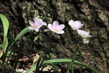 Claytonia virginica