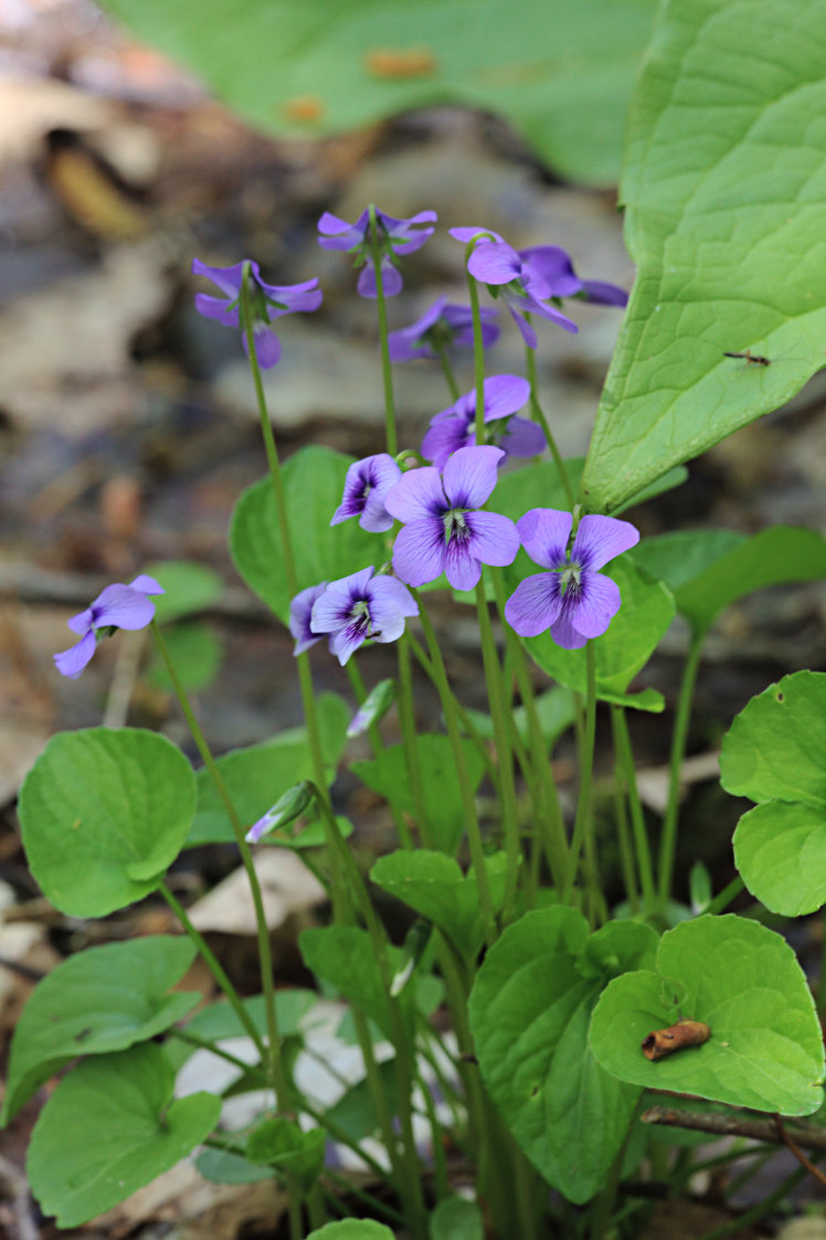 Marsh Blue Violet