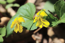 Viola pubescens var. scabriuscula