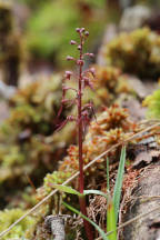 Listera australis