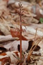 Listera australis