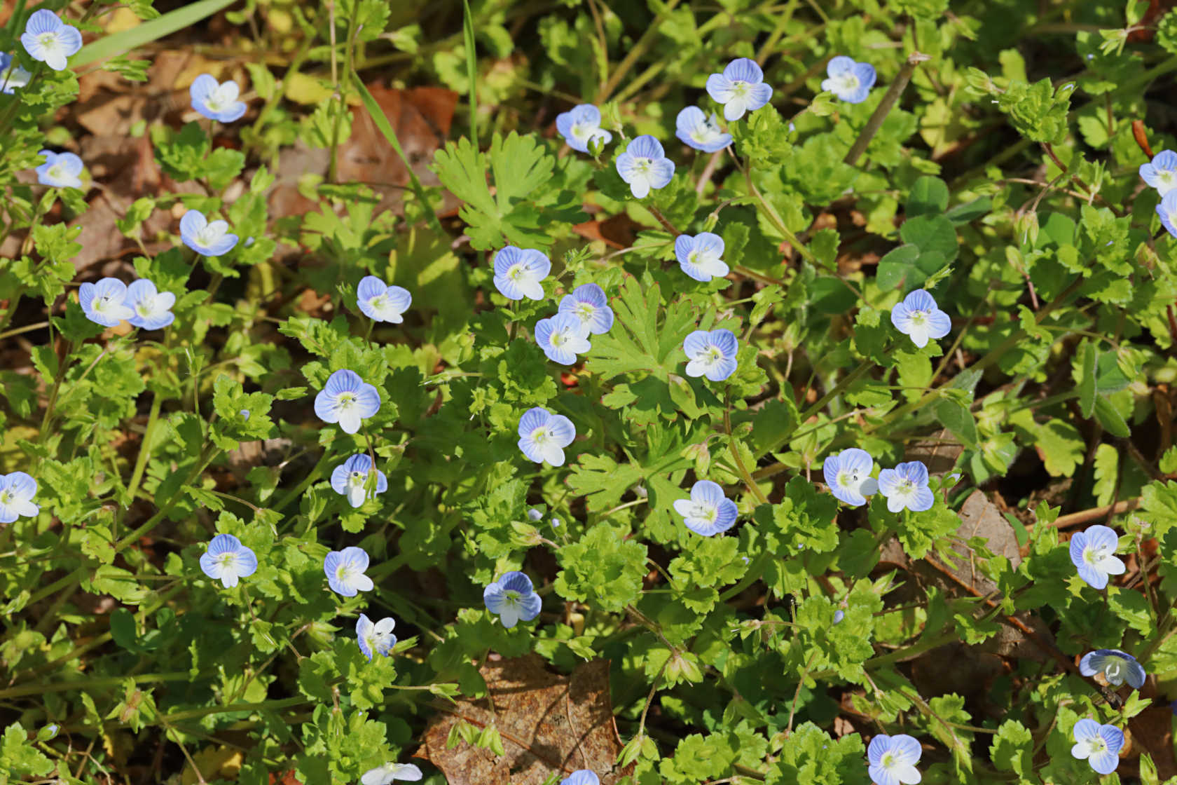 Bird's Eye Speedwell