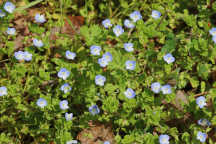 Bird's Eye Speedwell