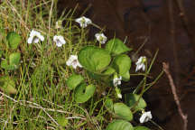 Viola macloskeyi